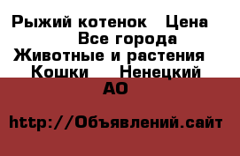 Рыжий котенок › Цена ­ 1 - Все города Животные и растения » Кошки   . Ненецкий АО